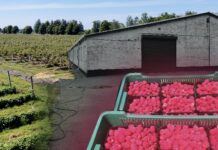 Озброєні люди в балаклавах двічі атакували “Українську ягоду” на Житомирщині